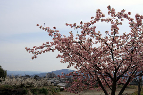 早咲き桜