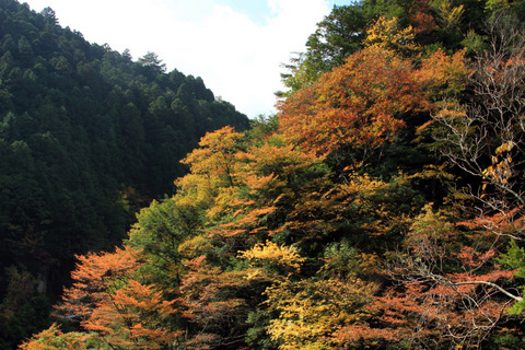 高野山麓　大滝の紅葉