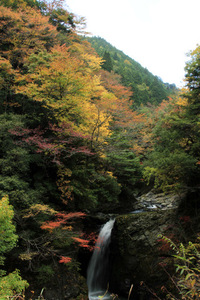 高野山麓　大滝の紅葉