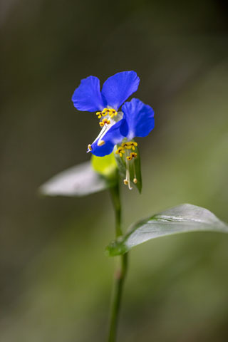 ともちゃんちのちっちゃなお庭から４ つゆ草