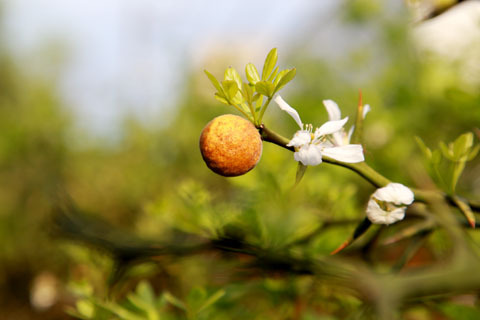 ともちゃんちのちっちゃなお庭から４ カラタチの花