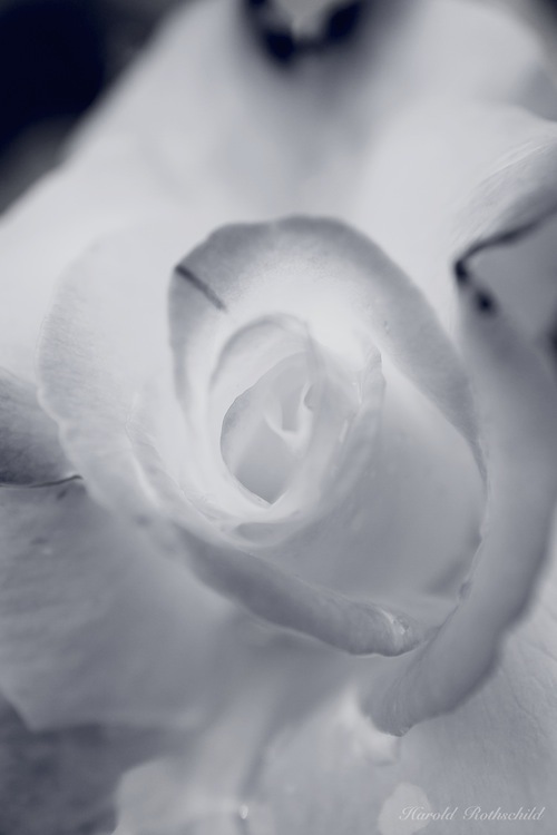 White Noise/純血の薔薇