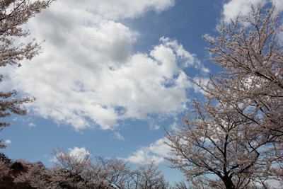 　桜だより　1　和歌浦の高津子山へ