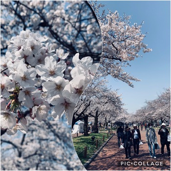 桜まつり