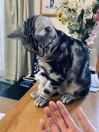 お初ですよ