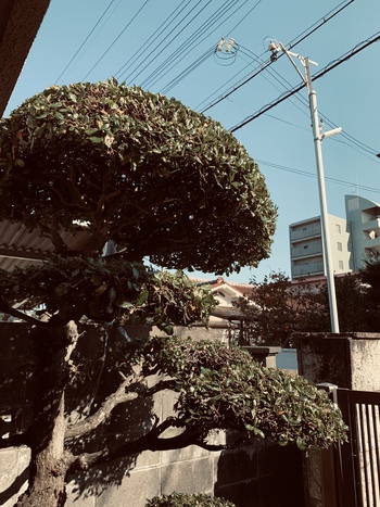 まんまると