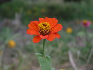 なんて花なんやろ