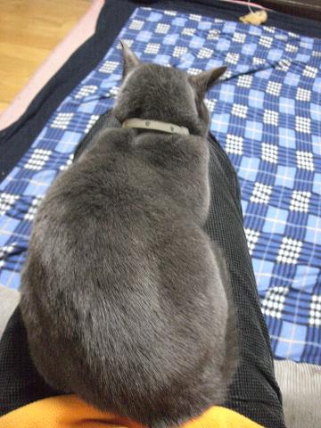 やっぱり今日も