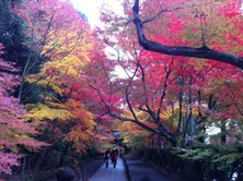 紅葉カクテル@京都