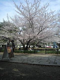 ☆満開☆