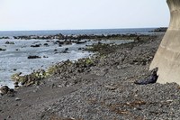 御坊の海のハマダイコン