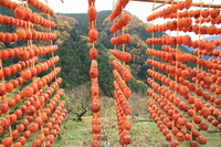 四郷の串柿