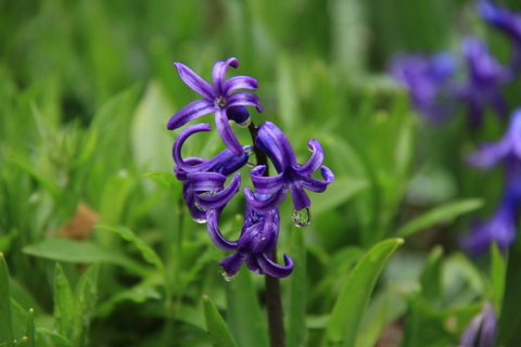 ともちゃんちのお庭の紫色の花