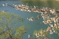 お花見シリーズ　七川ダム湖畔