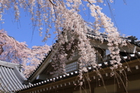 京都　醍醐寺・御所