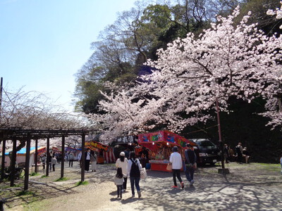 和歌山城の桜が満開でした！
