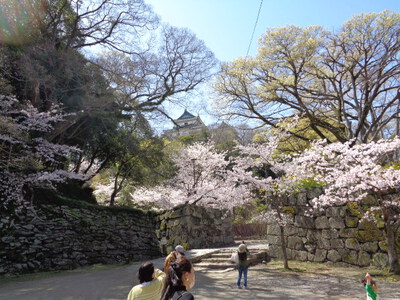 和歌山城の桜が満開でした！