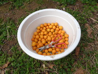キンカンの実を収穫しました！