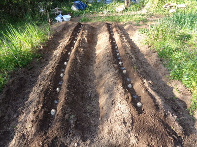 ジャガイモの種イモを植えました！