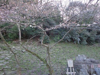 和歌山城で桜が咲いてました！