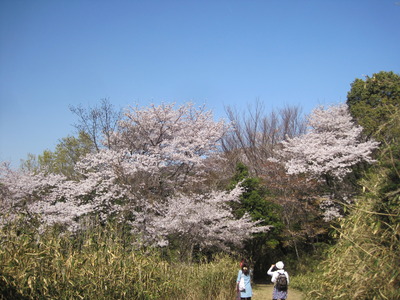 名草山の桜満開です！