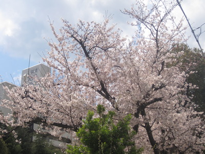 桜が満開です！