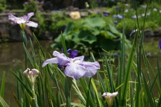 紫陽花と菖蒲の饗宴