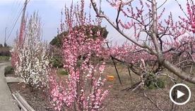 桃の花（動画）