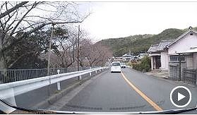 桜開花情報