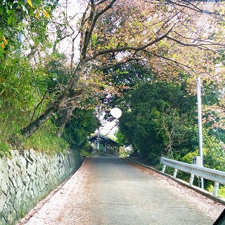 桜坂 桜坂