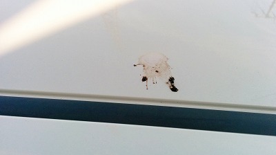 綺麗にしたらこれ