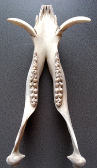 イノシシの牙