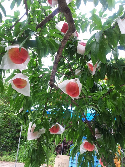 和歌山県クラウドファンディング活用支援対象プロジェクト「満開の桃花の下で演奏会」を新たに認定しました