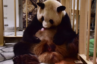 アドベンチャーワールドでジャイアントパンダの赤ちゃんが誕生！！
