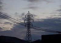 コウノトリ