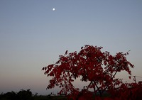 櫨紅葉見て・・・ 2016/11/17 09:40:44