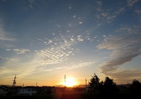 コウノトリ情報 2016/10/11 08:37:15
