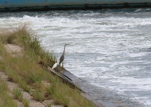 ・・・虫鳴きつのる ・・・虫鳴きつのる