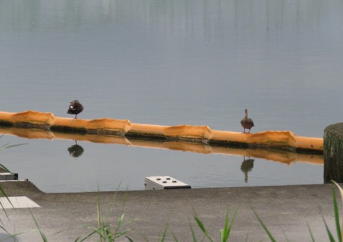 ・・・虫鳴きつのる ・・・虫鳴きつのる