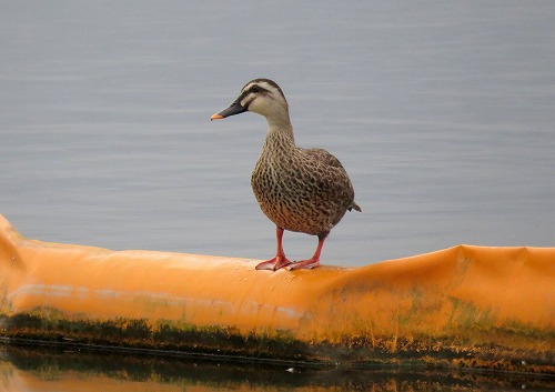 ・・・虫鳴きつのる ・・・虫鳴きつのる