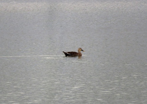 ・・・虫鳴きつのる ・・・虫鳴きつのる
