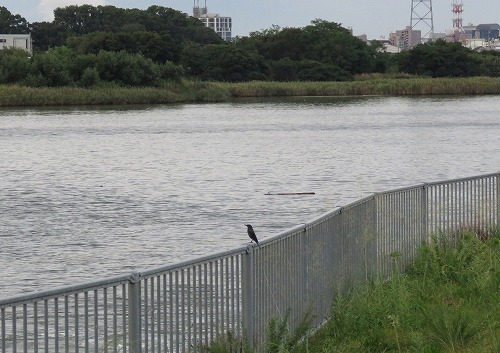 ・・・虫鳴きつのる ・・・虫鳴きつのる
