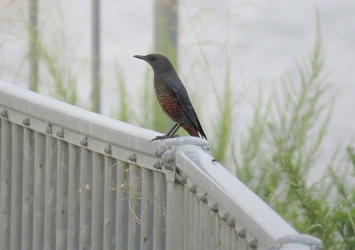 ・・・虫鳴きつのる ・・・虫鳴きつのる