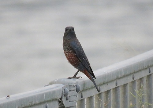 ・・・虫鳴きつのる ・・・虫鳴きつのる