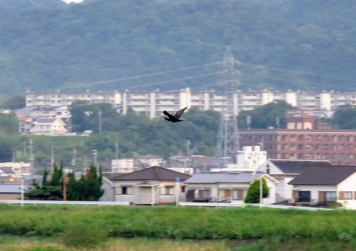 馬に寐て残夢月遠し・・・ 馬に寐て残夢月遠し・・・