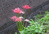 ・・・豊の秋 2016/09/29 10:13:49