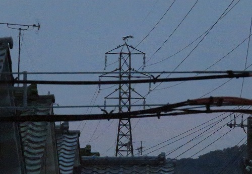 コウノトリ(J0057)情報 コウノトリ(J0057)情報