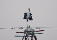 コウノトリ、５ヶ月ぶりの帰郷 2016/10/06 18:53:19