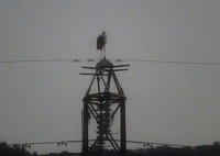 コウノトリ・J0057&J0050情報 2016/10/07 11:11:20