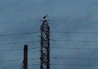 コウノトリ・J0057&J0050情報  part2 2016/10/07 18:56:05